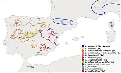 Reticulate Evolution in the Western Mediterranean Mountain Ranges: The Case of the Leucanthemopsis Polyploid Complex